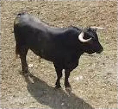 La couleur rouge excite le taureau.