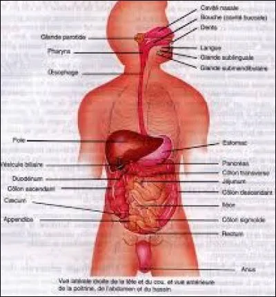 Quand on éternue, toutes les fonctions du corps s'arrêtent, même le cur !