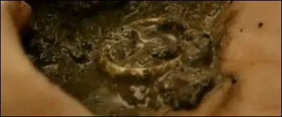 Après être tombé dans l'eau, qui trouve l'anneau le premier ?