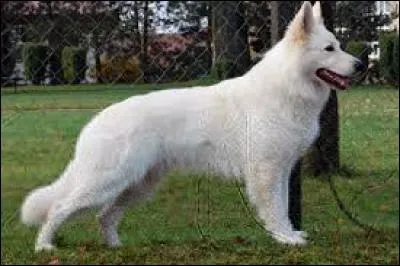 Quel est le berger blanc suisse ?