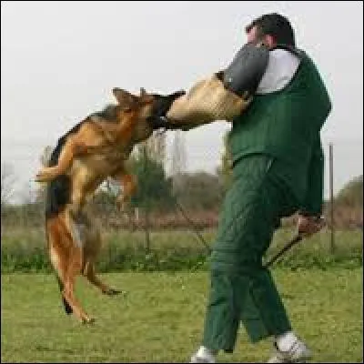 Quelle discipline n'est pas faite pour le berger allemand ?