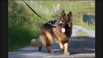 Quel est le berger allemand à poil long (Altdeutsche Schäferhund) ?