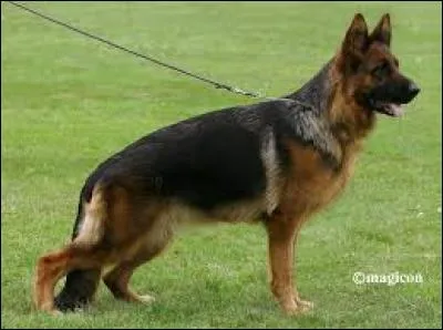 Quel berger allemand a une taille correcte ?