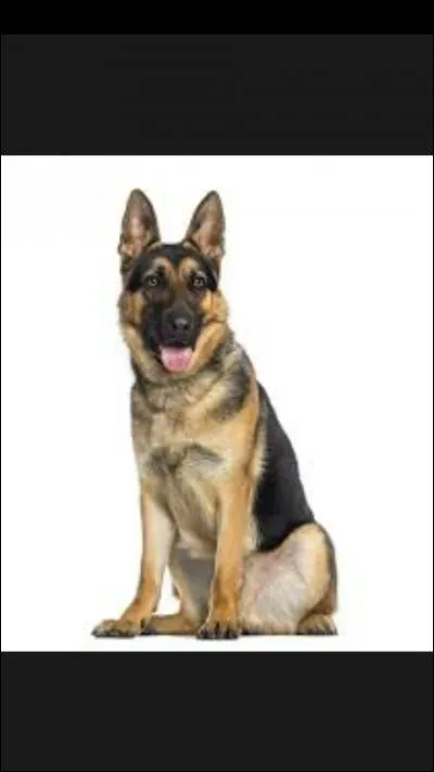 Le berger allemand est un chien...