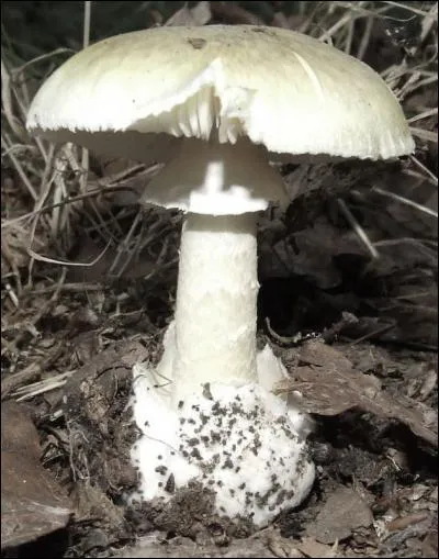 Si vous ingérez une amanite phalloïde, vous allez en mourir. Toutefois quel antidote peut éventuelement vous sauver ?