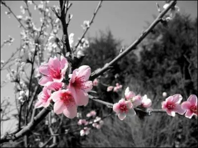 A qui Jacques Brel dit-il adieu en chantant "Je vais mourir, c'est dur de mourir au printemps tu sais..." ?