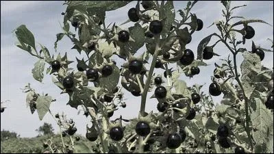Quelle est cette plante, de la famille des Solanacées, dont l'ingestion vous fera mourir ?