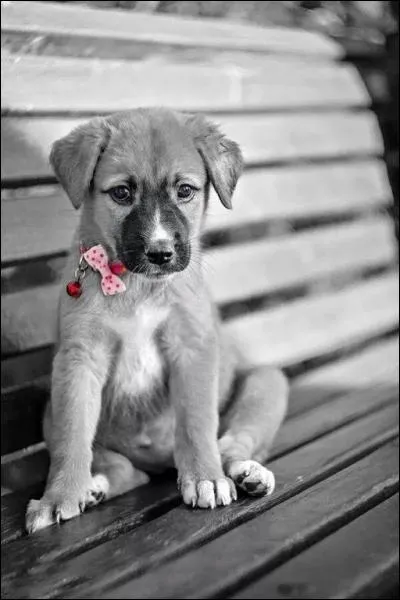 Lequel de ces aliments, très mauvais pour son coeur, peut faire mourir votre chien s'il en absorbe en grande quantité et qu'il est de petite taille ?