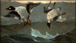 Quiz Oiseaux