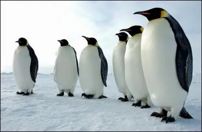 Quel est l'animal préféré de Calum ?