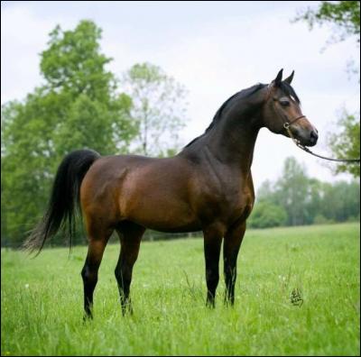 Le cheval a 18 vertèbres dorsales.