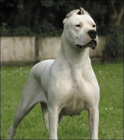 Le chien le plus m&eacute;chant est le Dogue argentin.