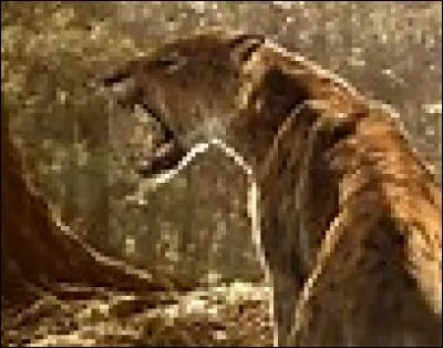 Le smilodon est un anc&ecirc;tre du chat.