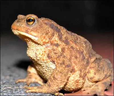 Les crapauds sont des batraciens.