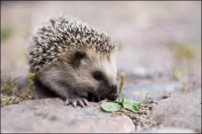 Le h&eacute;risson mange la nuit.