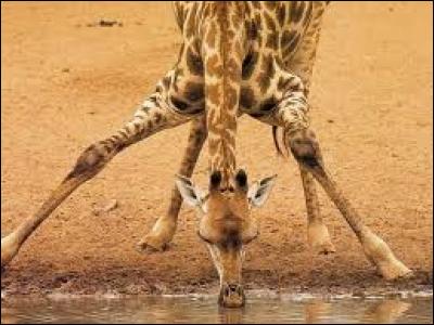 Pour pouvoir manger, la girafe essaie de trouver :