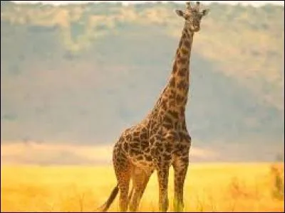Avec un cou aussi long, la girafe doit bien avoir un cri particulier.