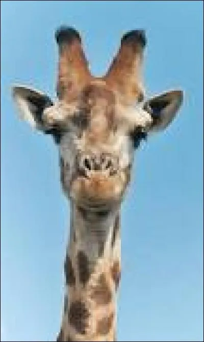 Le plus grand ennemi des girafes, c'est :