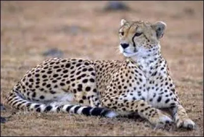 Avant qu'il ne soit protégé, le guépard a longtemps été chassé par l'homme :