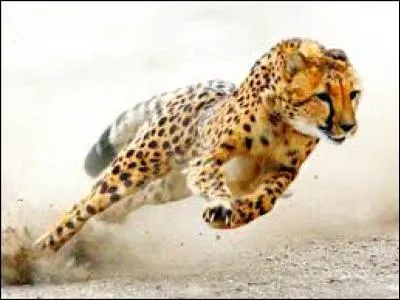 Quand il court à toute vitesse, le guépard :