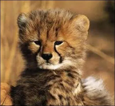 Le bébé guépard est trop mignon. Il a :