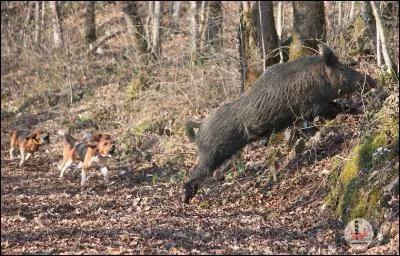 J'ai un caractère de cochon, par Toutatis !