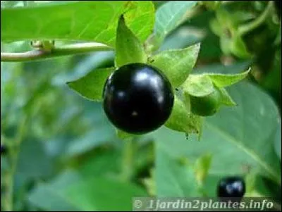 L'atropine est un antagoniste cholinergique qui agit en se fixant aux récepteurs :