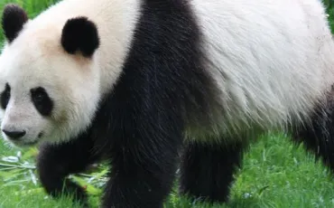 Quiz Panda