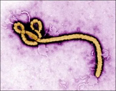 Quels animaux conservaient le virus Ebola bien au chaud ?