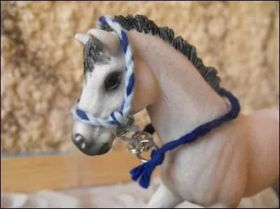 Que possède le poulain sur sa tête ?