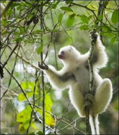 Je m'agrippe à cette branche !