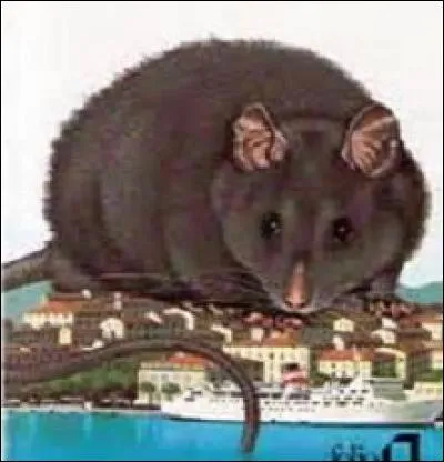 Qui est Tarrou, dernière victime d'une terrible maladie ravageant la ville d'Oran dans les années 1940 ?