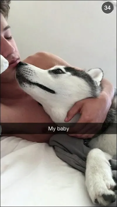 Combien a-t-il de chiens ?