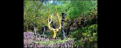 Des arbres dans la forêt de Paimpont, la forêt de Brocéliande, il y en a des milliers. Mais un seul est doré. Pourquoi ?