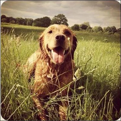 Combien a-t-il de chiens ?