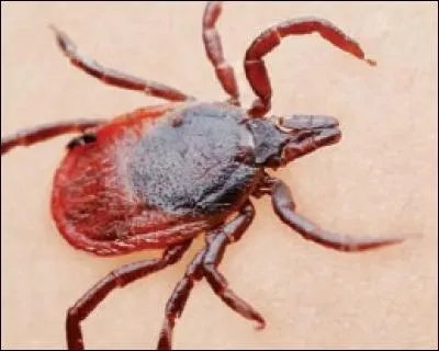 Comment attrape-t-on la maladie de Lyme ?