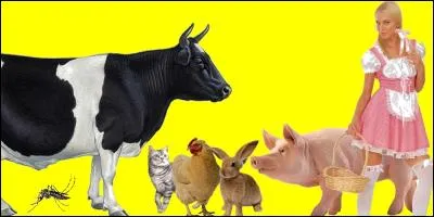 Si je vous dis que je transmets la maladie du chikungunya. Pouvez-vous me trouver sur l'image ?