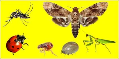 Si je vous dis que je transmets la gale. Pouvez-vous me trouver sur l'image ?