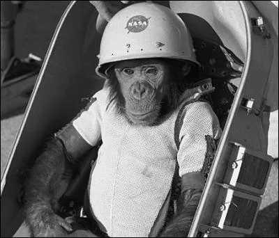 Comment les premiers singes du programme spatial américain étaient-ils baptisés ?