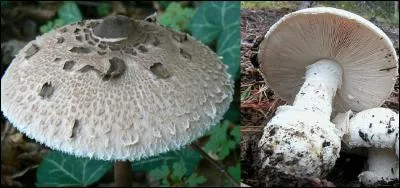 Tiens, voila une « coucoumelle » ! Prends-la en photo, il est assez rare d'en observer chez nous ! 
Qu'est-ce que c'est ?