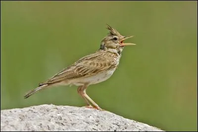 Quel est cette alouette qui niche notamment au port de Calais ?