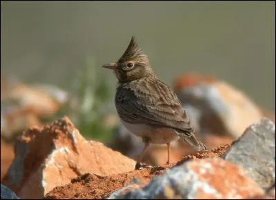 Quelle est cette alouette d'Europe m&eacute;ridionale ?