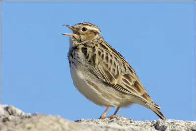 Quelle est cette alouette qui vit dans les bois ?