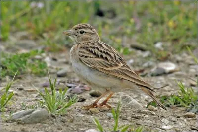 Quelle est cette alouette qui niche en France ?
