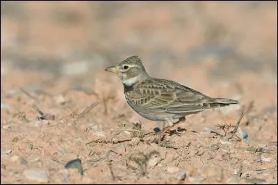 Quelle est cette alouette qui ne compte que quelques populations s&eacute;dentaires dans le sud de la France ?