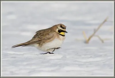 Quelle est cette alouette qui hiverne en France, mais qui est rare ?
