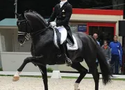 Quiz Le dressage