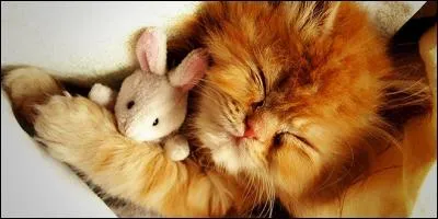 Combien d'heures un chat dort-il par jour ?