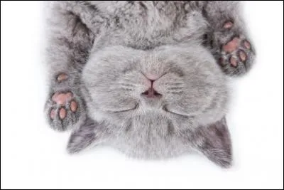 À quel âge les chatons ouvrent-ils les yeux ?