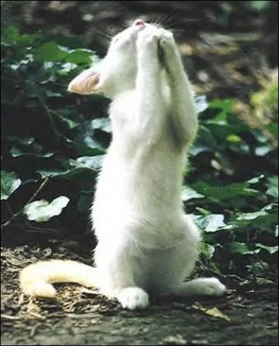 Pour qui le chat était-il un dieu ?